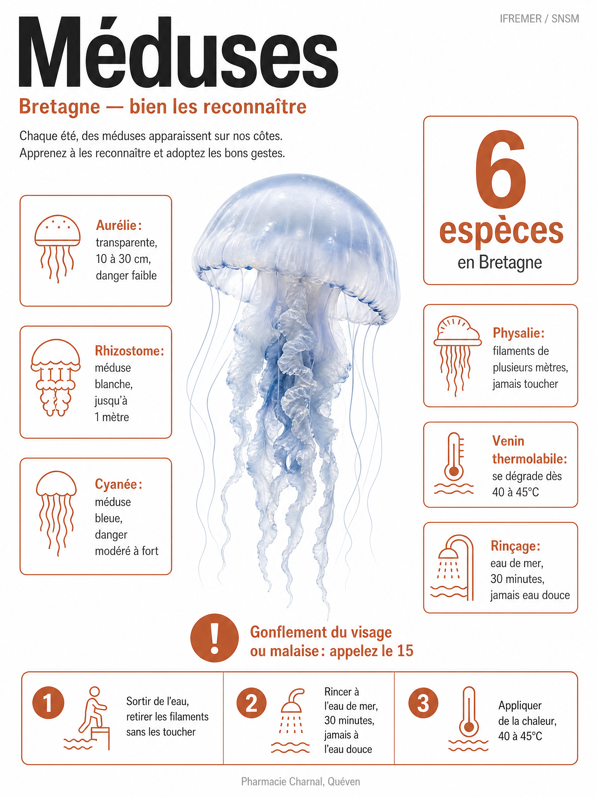 Infographie: les méduses de Bretagne, espèces, dangerosité et gestes en cas de piqûre