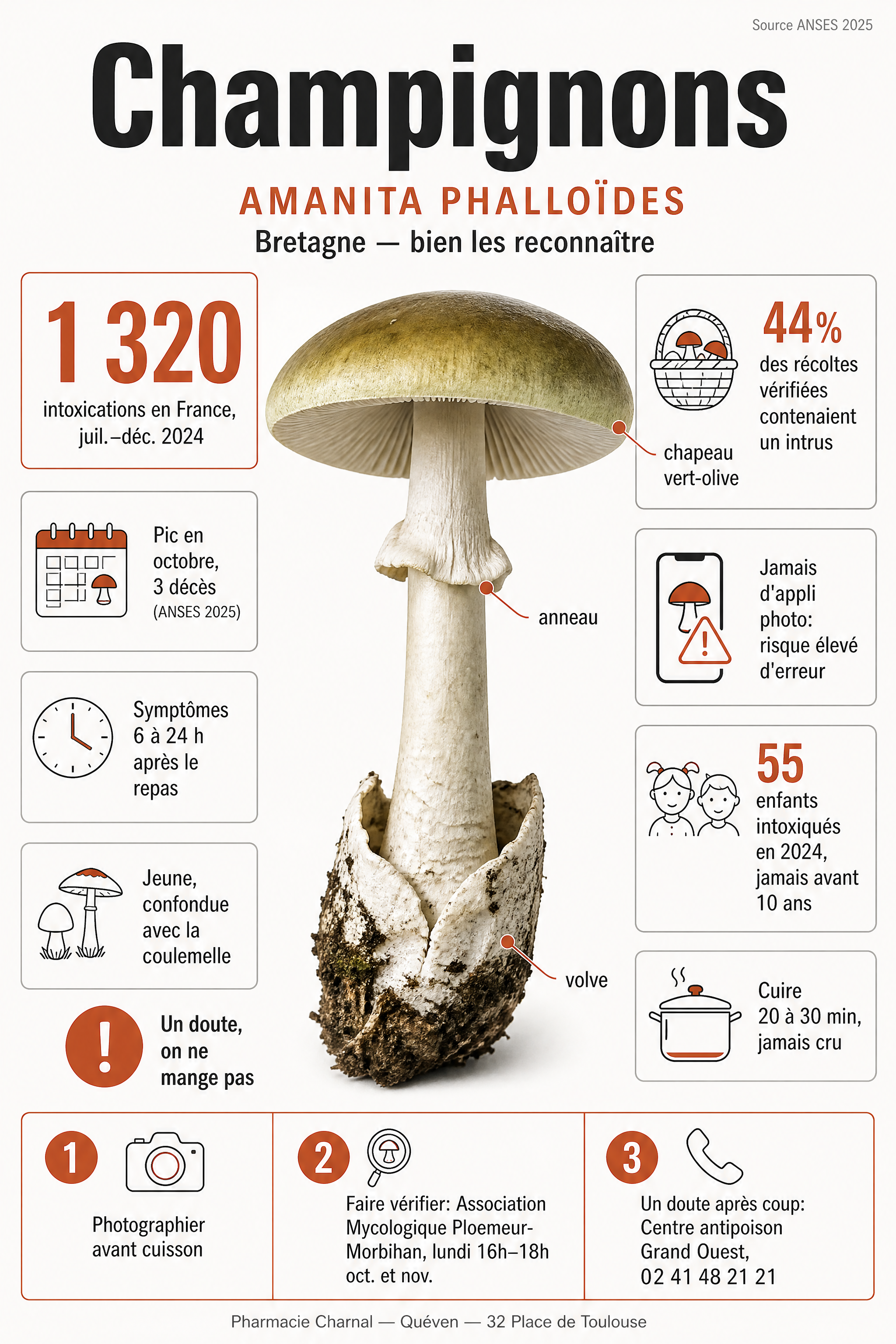 Infographie: reconnaître l'amanite phalloïde (chapeau vert-olive, anneau, volve), chiffres clés des intoxications 2024 et les gestes qui protègent, Pharmacie Charnal Quéven