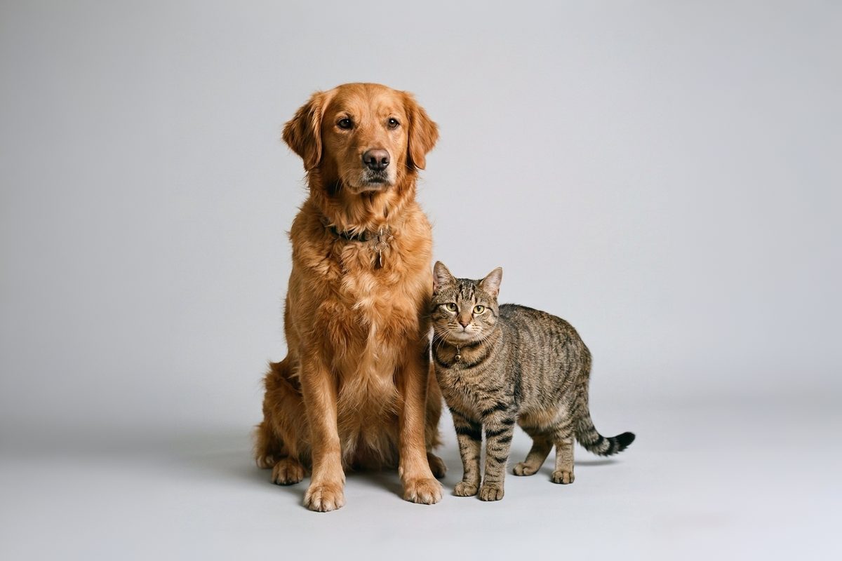 Chien et chat en studio, conseils santé animale à la Pharmacie Charnal de Quéven